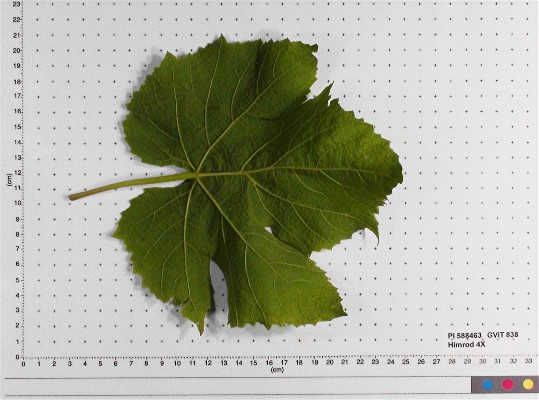 LEAF