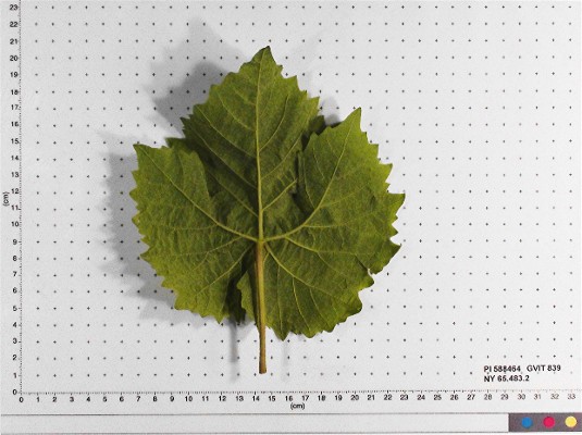 LEAF