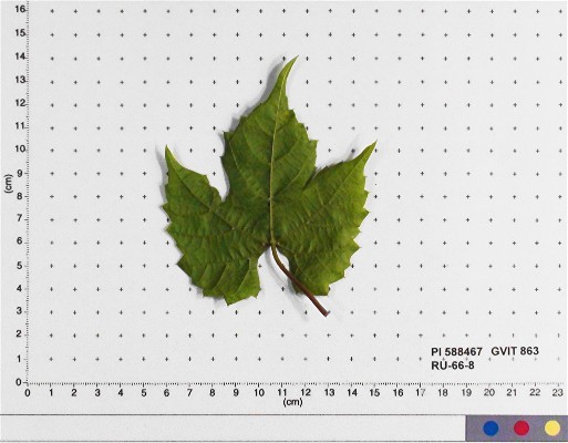 LEAF