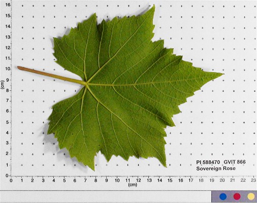 LEAF