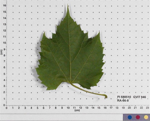 LEAF
