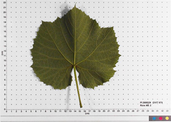 LEAF