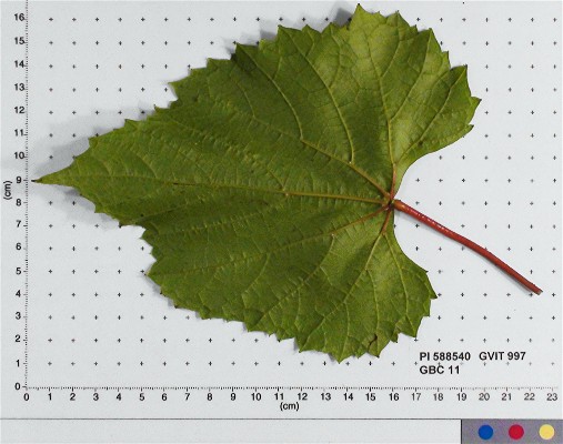 LEAF