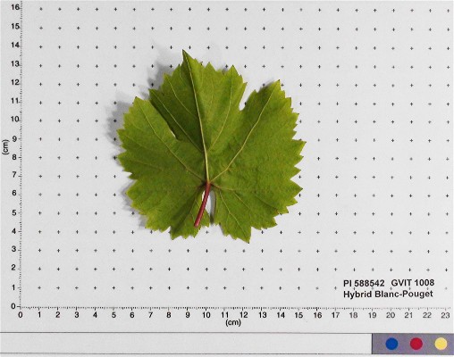 LEAF