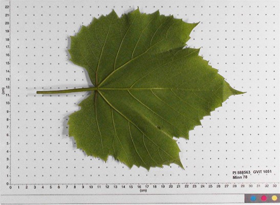 LEAF