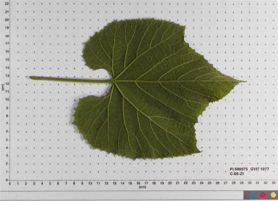 LEAF