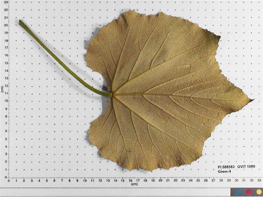 LEAF