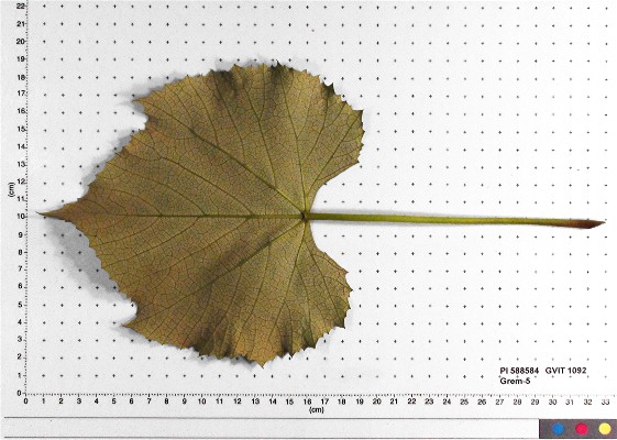LEAF