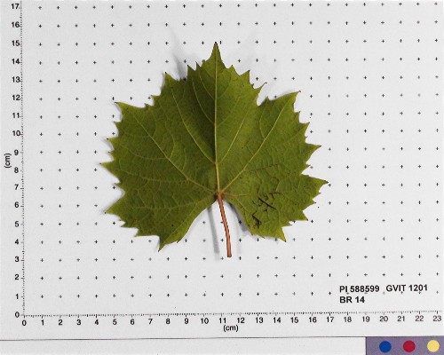 LEAF