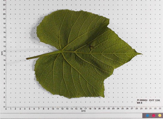 LEAF