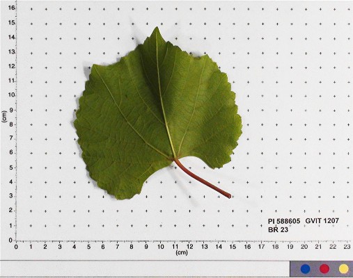 LEAF