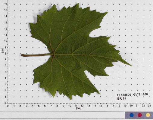 LEAF