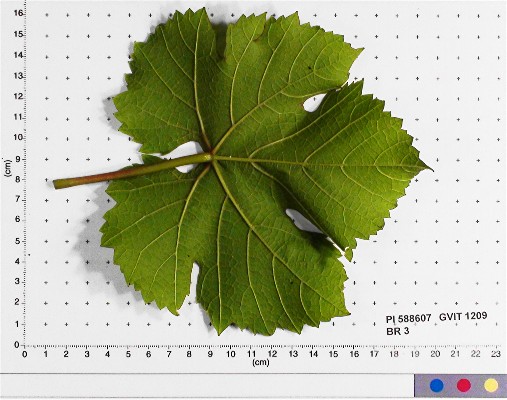 LEAF