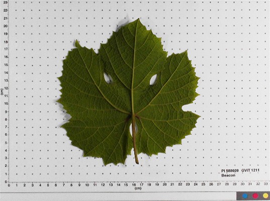 LEAF