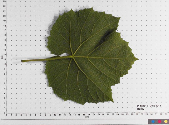 LEAF