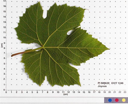 LEAF