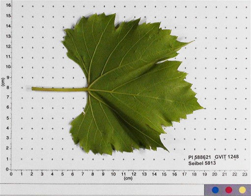 LEAF