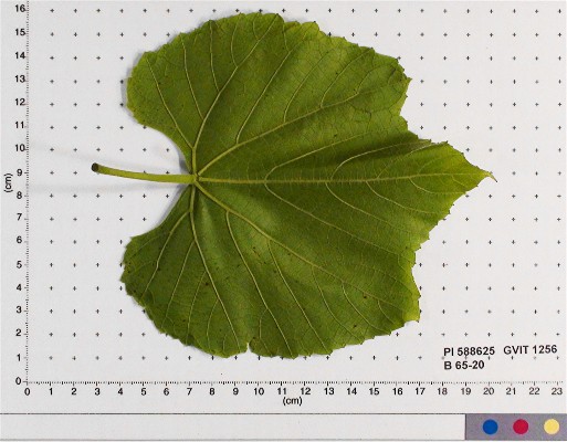 LEAF