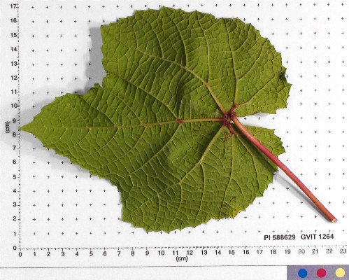 LEAF