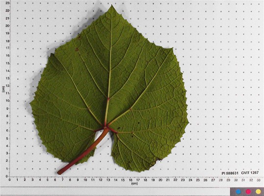 LEAF