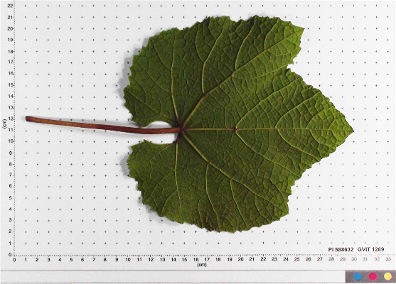 LEAF