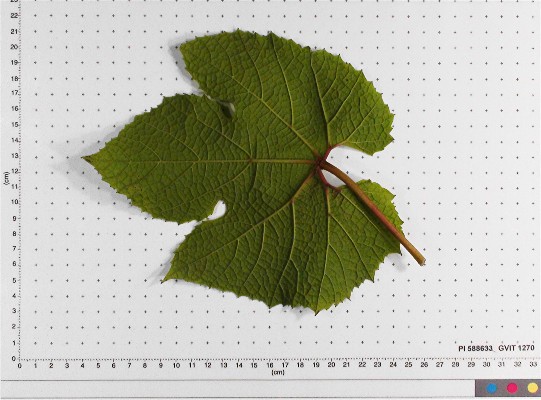 LEAF
