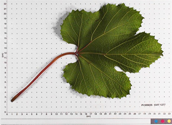 LEAF