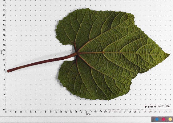 LEAF