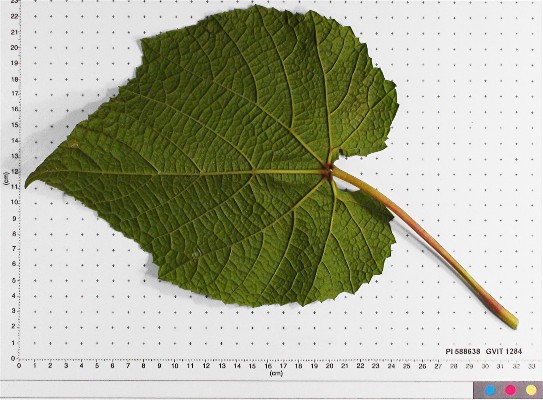 LEAF