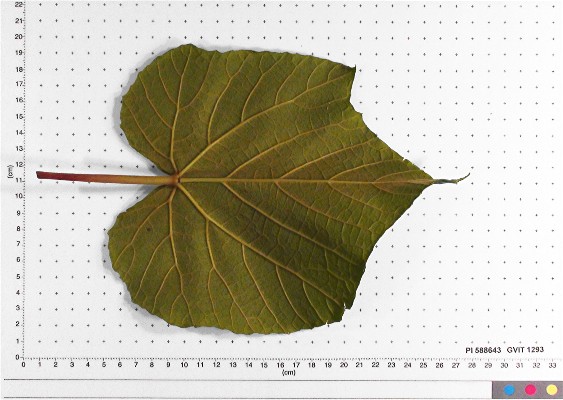 LEAF