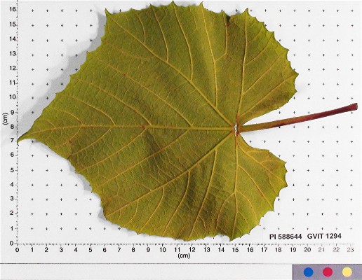 LEAF