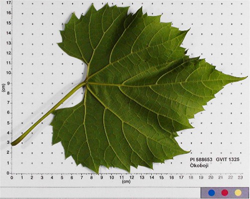 LEAF