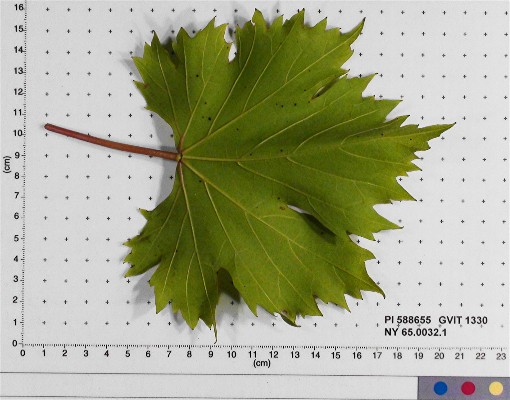 LEAF