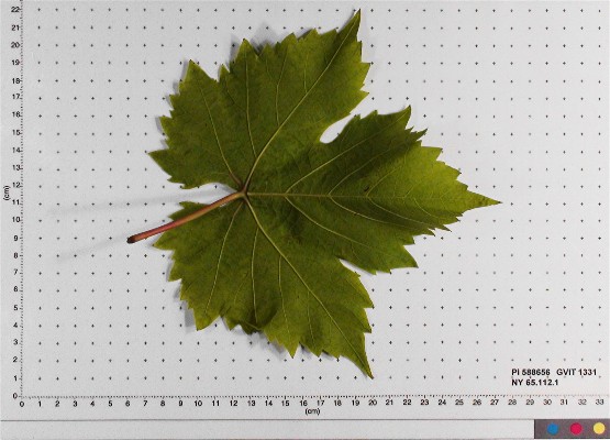 LEAF