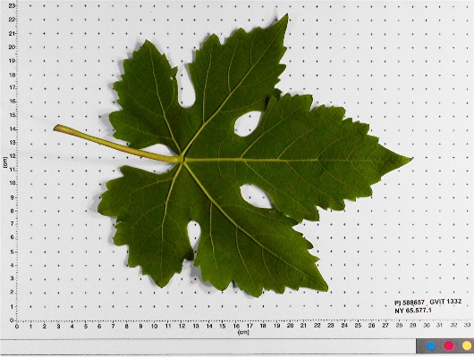 LEAF