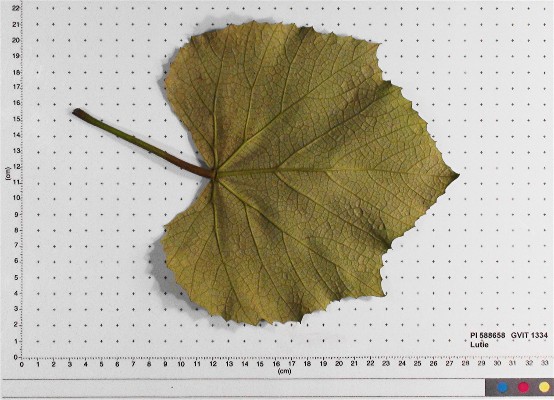 LEAF