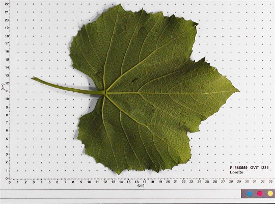 LEAF