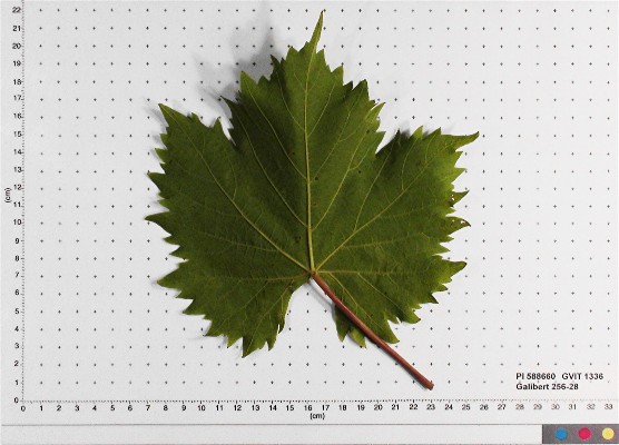 LEAF