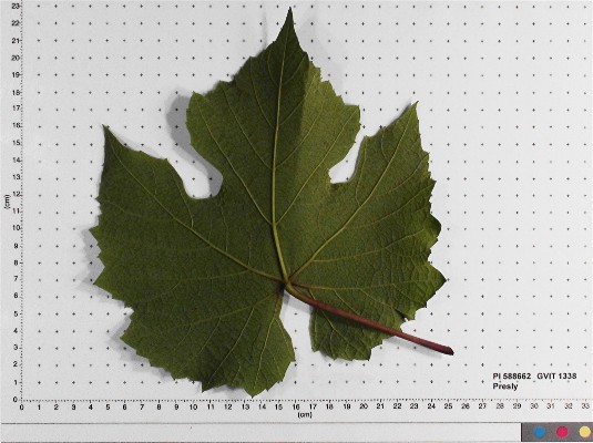 LEAF