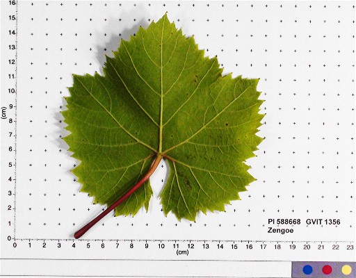 LEAF