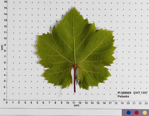 Click for 3 image(s) for this accession. LEAF