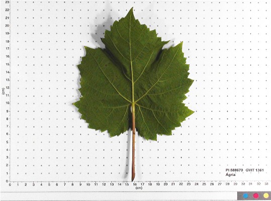 LEAF
