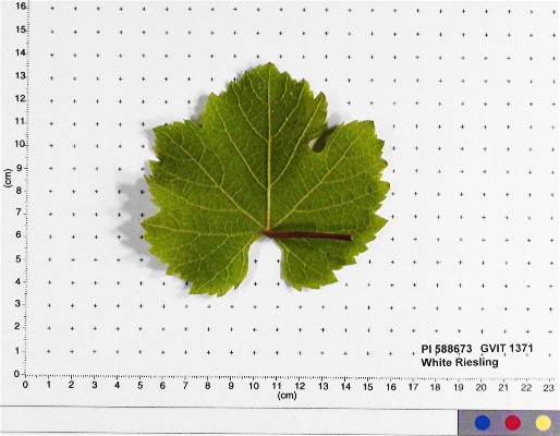 LEAF