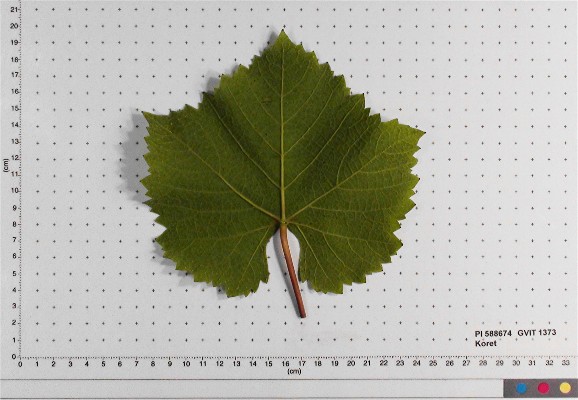 LEAF
