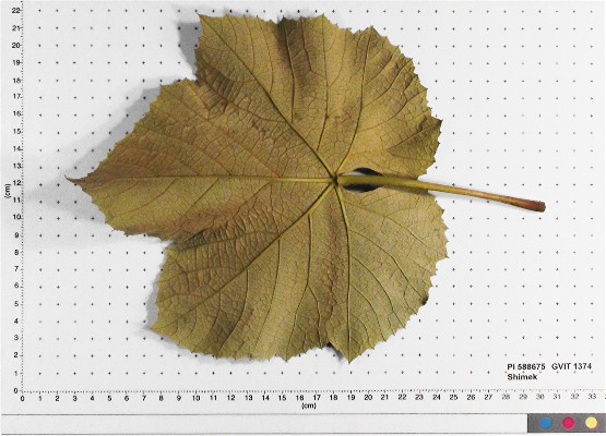 LEAF