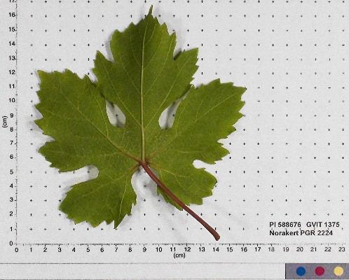 LEAF