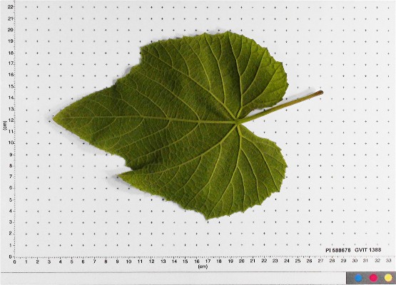 LEAF