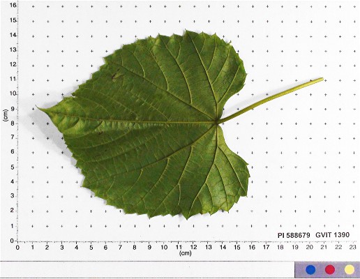 LEAF
