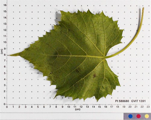 LEAF