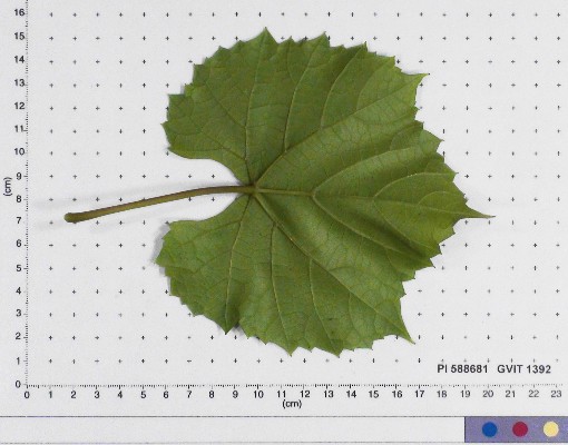LEAF